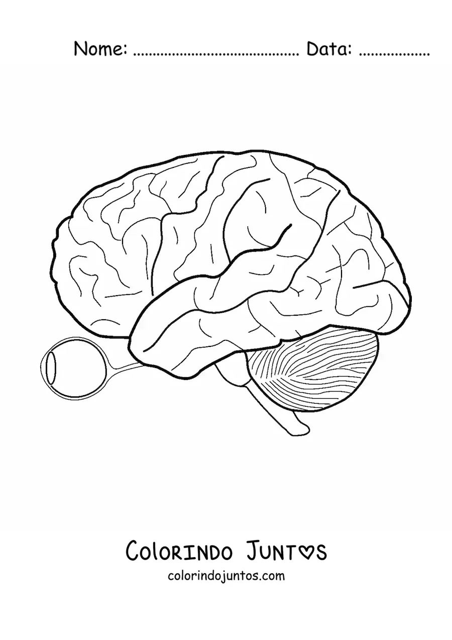Desenho para colorir de um olho e o nervo óptico que o conecta ao cérebro