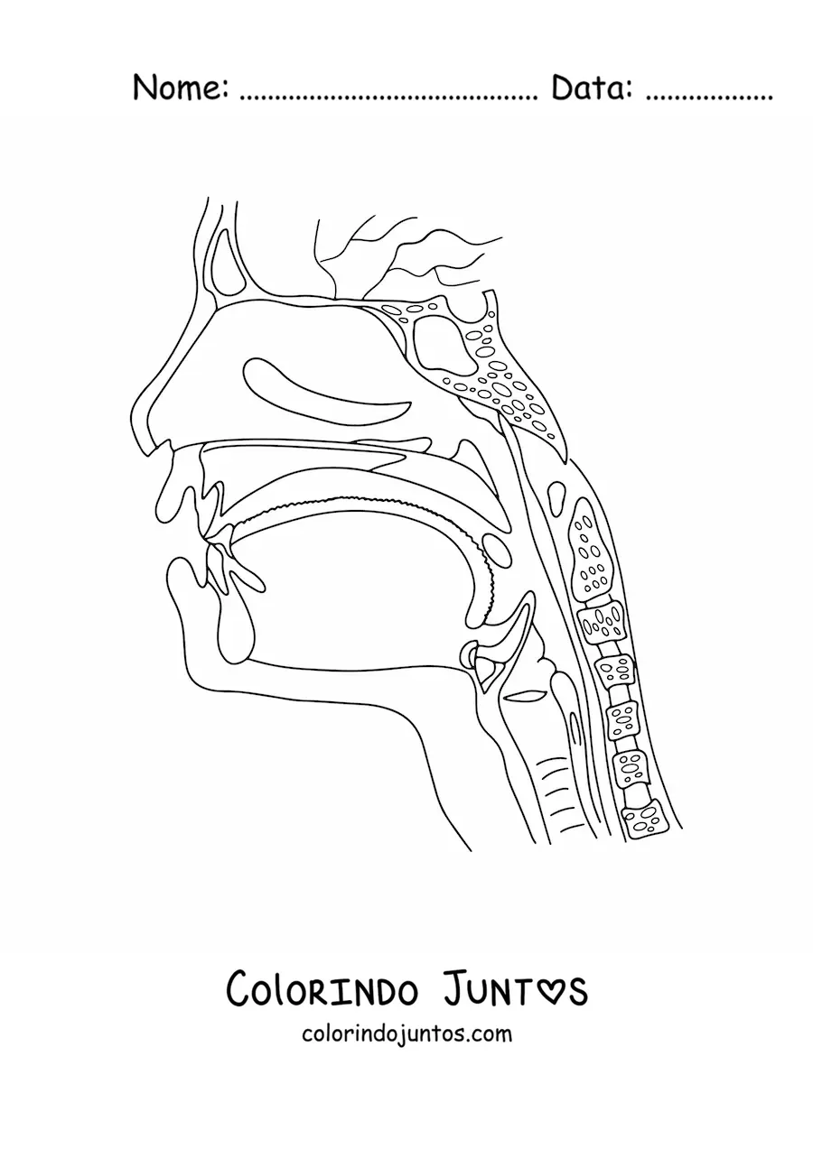 Desenho para colorir de uma seção transversal da cabeça mostrando a anatomia da garganta e do nariz
