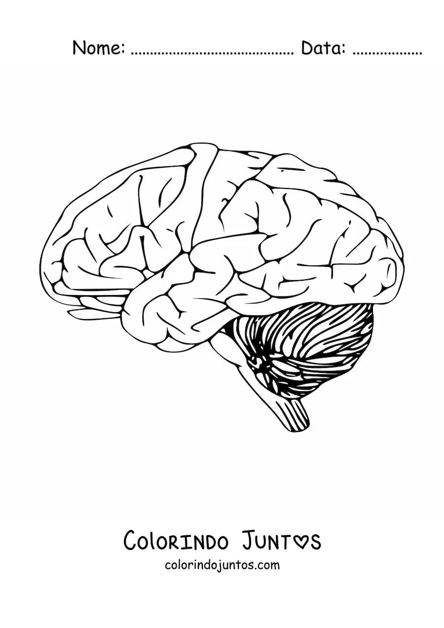 Desenho para colorir de um cérebro visto de lado