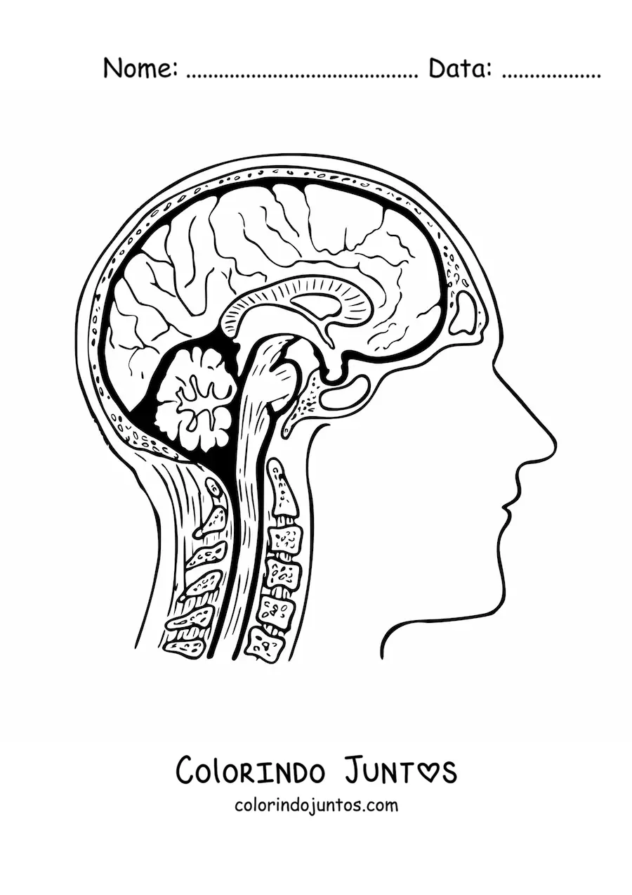 Desenho para colorir de uma seção transversal do cérebro mostrando sua anatomia e suas partes