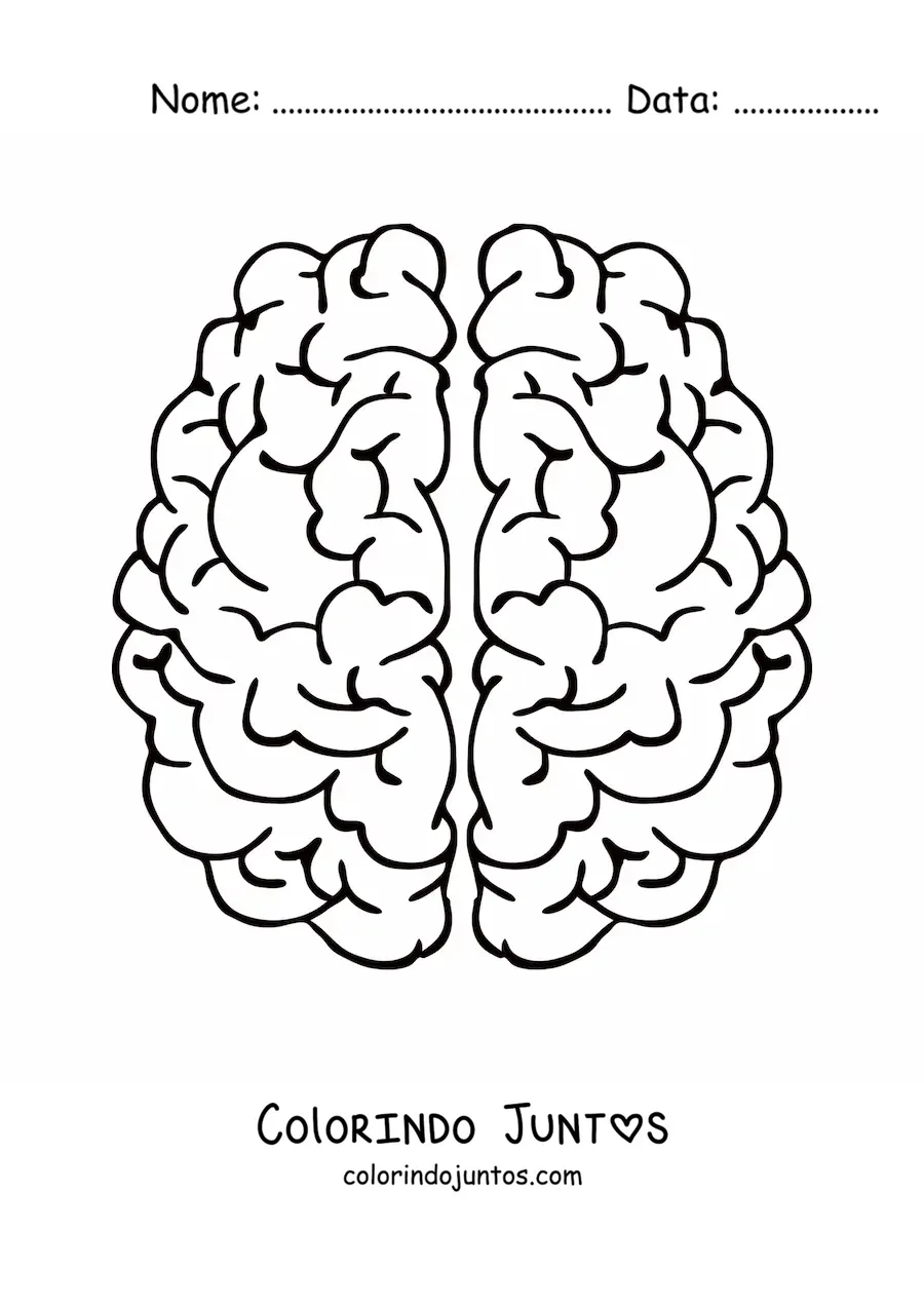 Desenho para colorir dos dois hemisférios cerebrais vistos de cima
