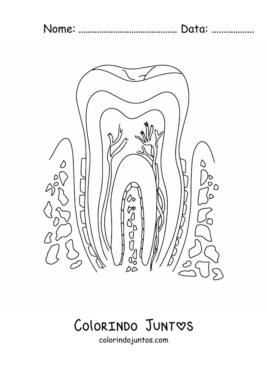 Desenho para colorir de uma seção transversal de um dente, mostrando sua estrutura e suas partes