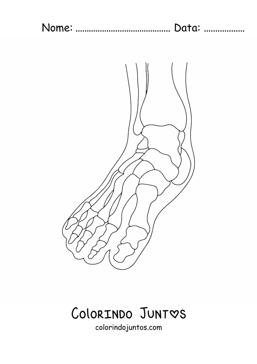 Desenho para colorir de uma radiografia mostrando os ossos do pé