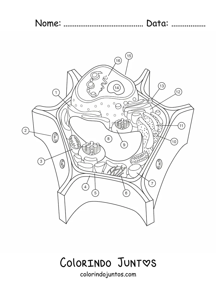 Desenho para colorir da estrutura de uma célula vegetal