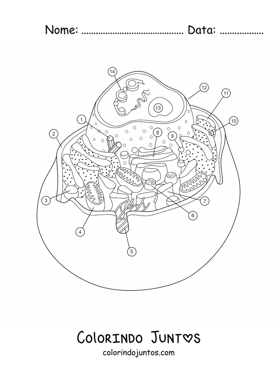 Desenho para colorir da estrutura de uma célula animal