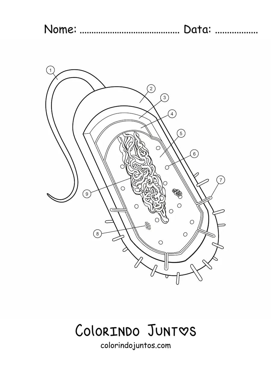 Desenho para colorir da estrutura de uma célula procariótica
