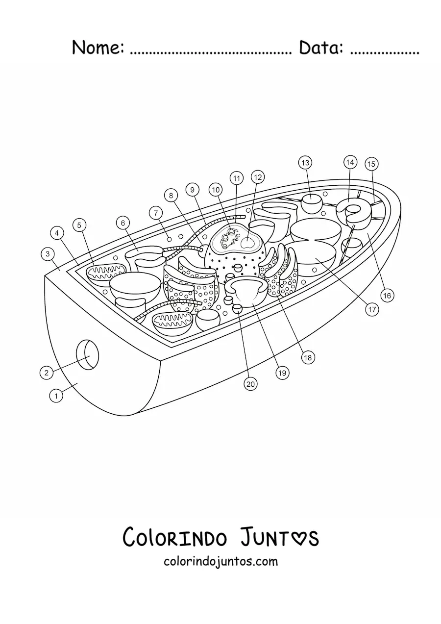 Desenho para colorir da estrutura da célula de um fungo