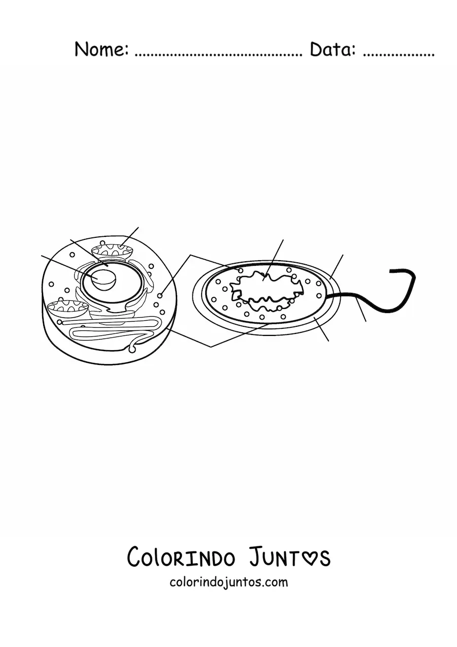 Desenho para colorir das partes da célula eucariótica e procariótica