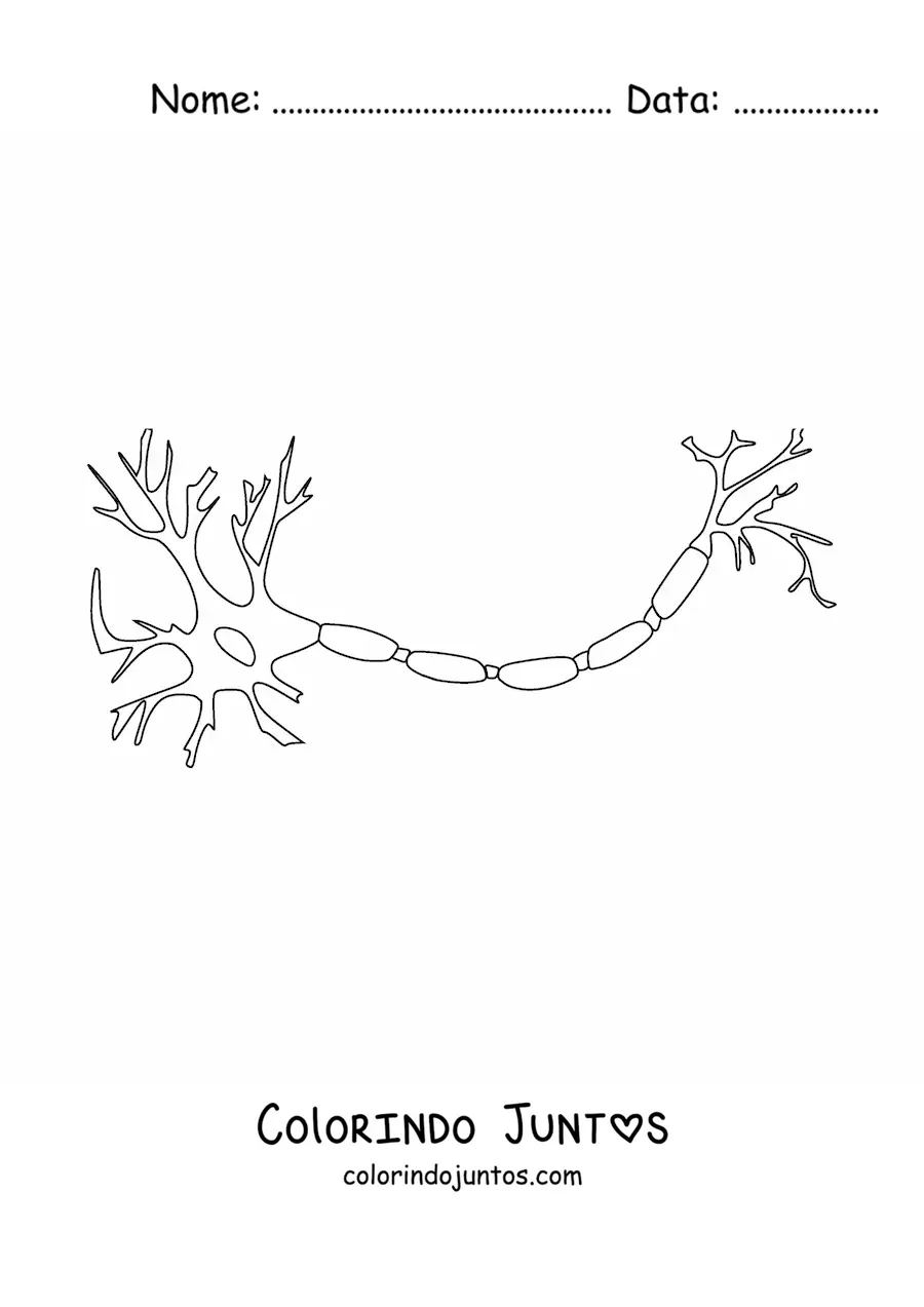 Desenho para colorir de um neurônio