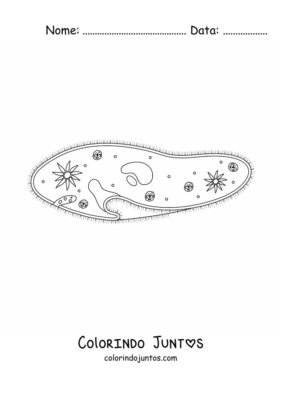 Desenho para colorir de um protozoário