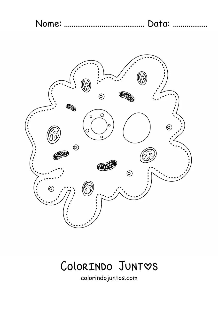 Desenho para colorir das partes da célula