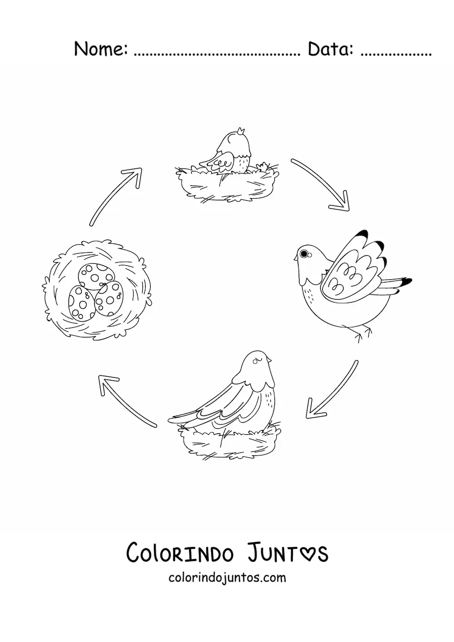 Desenho para colorir do ciclo de vida das aves ilustrado com uma pomba