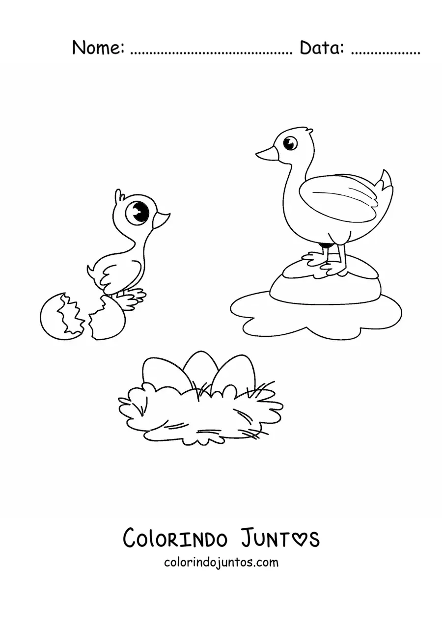 Desenho para colorir do ciclo de vida das aves ilustrado com um pato