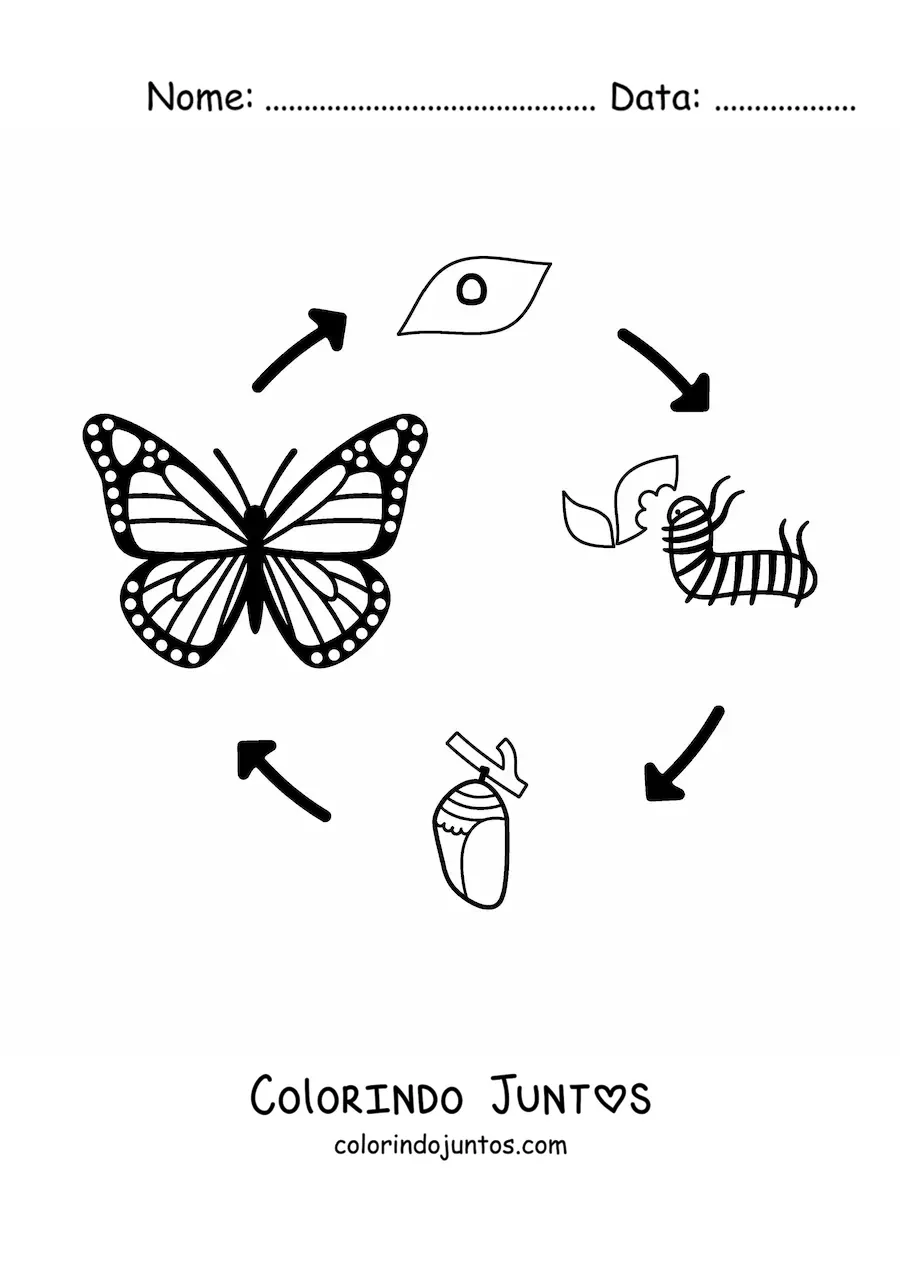 Desenho para colorir do ciclo de vida de uma borboleta