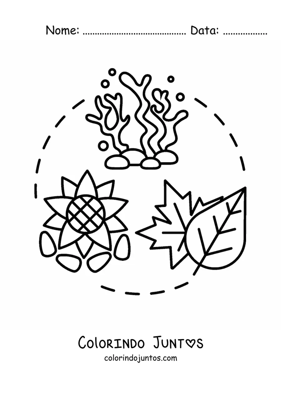Desenho para colorir do reino plantae