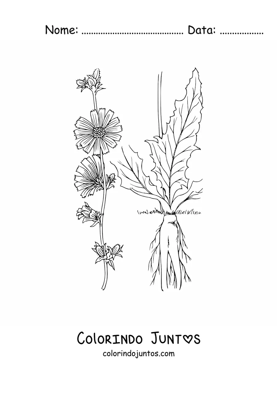 Desenho para colorir das partes de uma planta