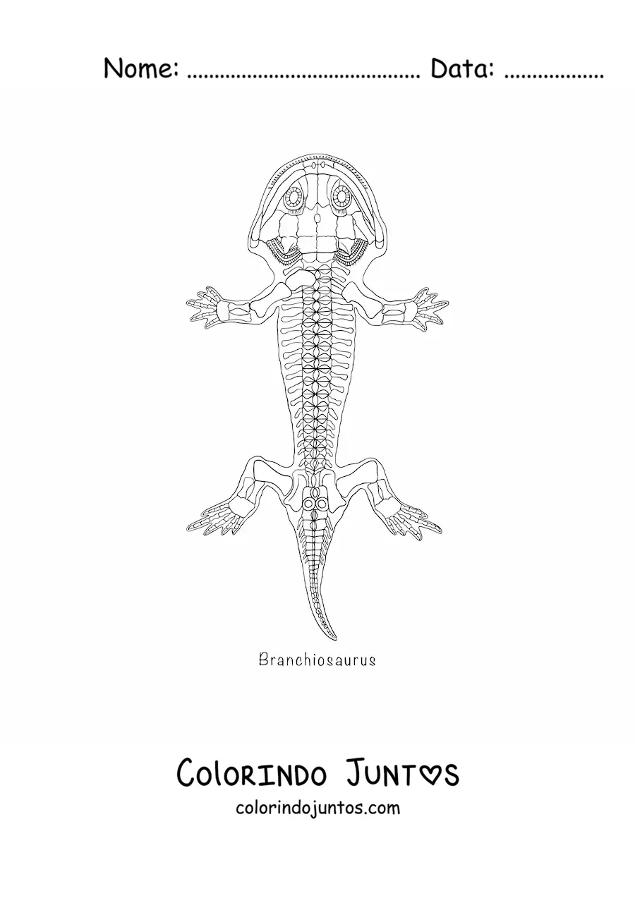Desenho para colorir de um fóssil de anfíbio branquiossauro