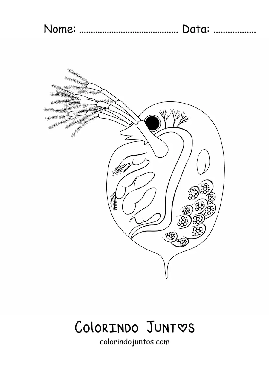 Desenho para colorir de uma daphnia