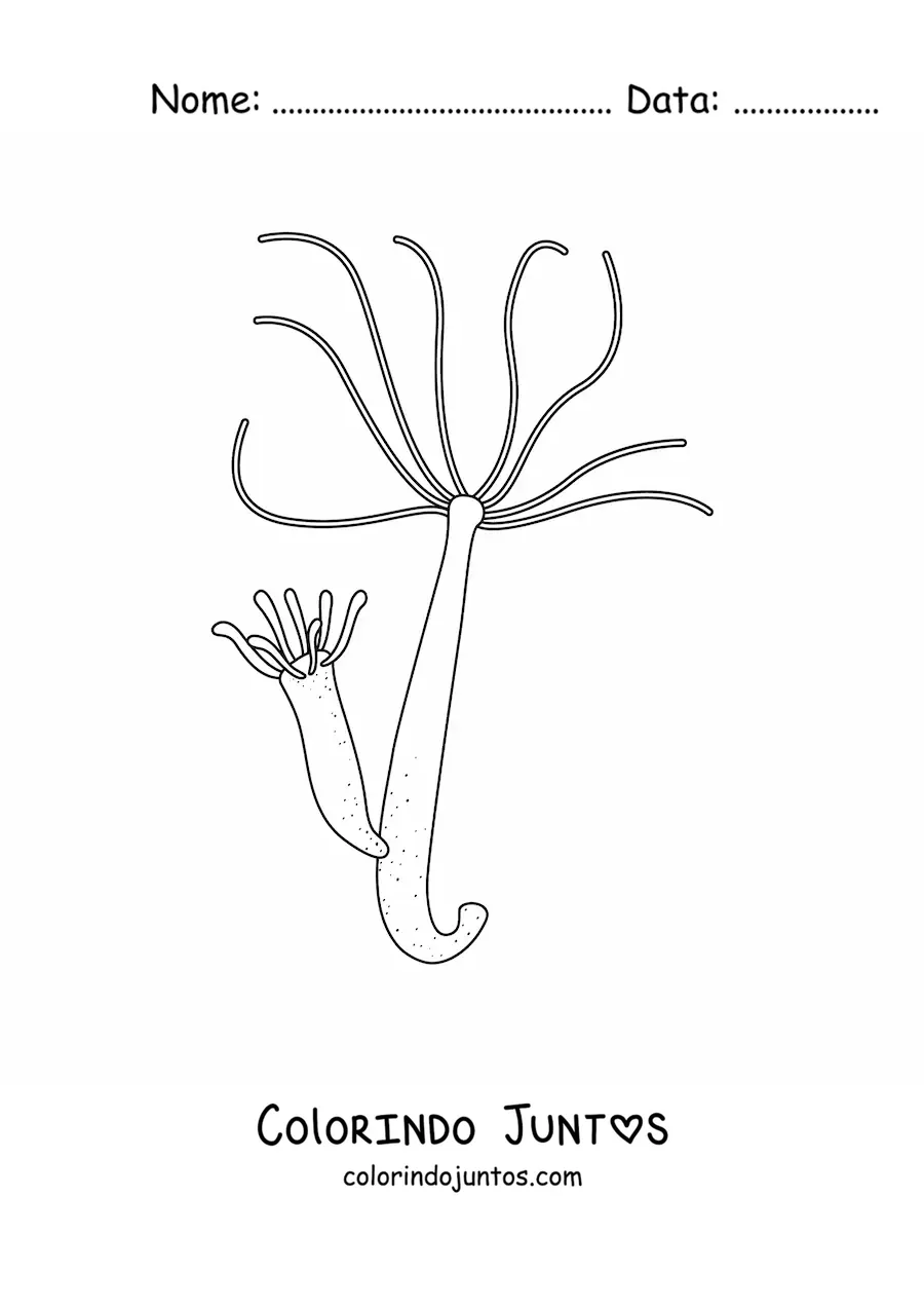 Desenho para colorir de uma hidra de água doce
