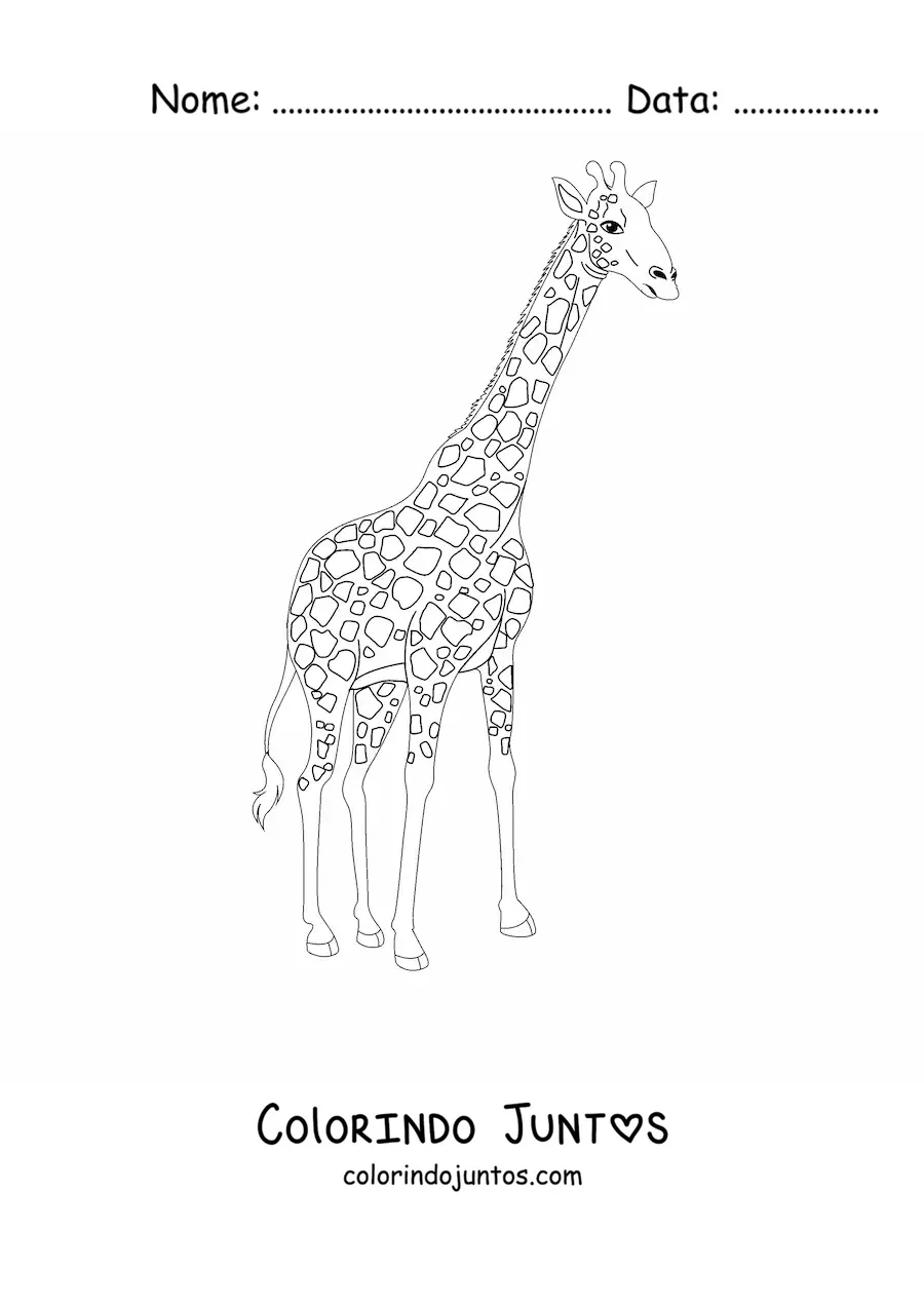 Desenho para colorir de uma girafa olhando para a direita