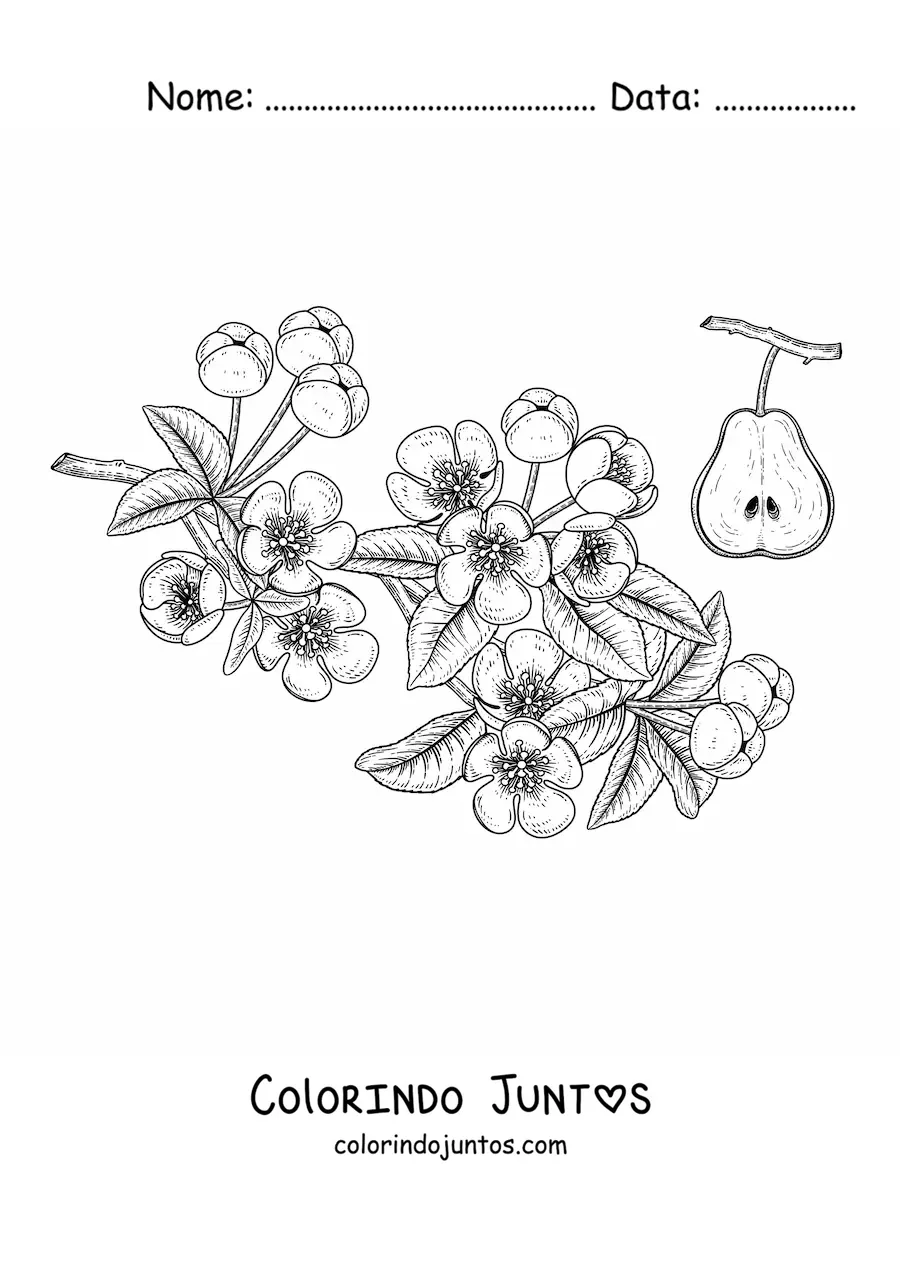 Desenho para colorir de alguns galhos de uma pereira com flores e uma pera