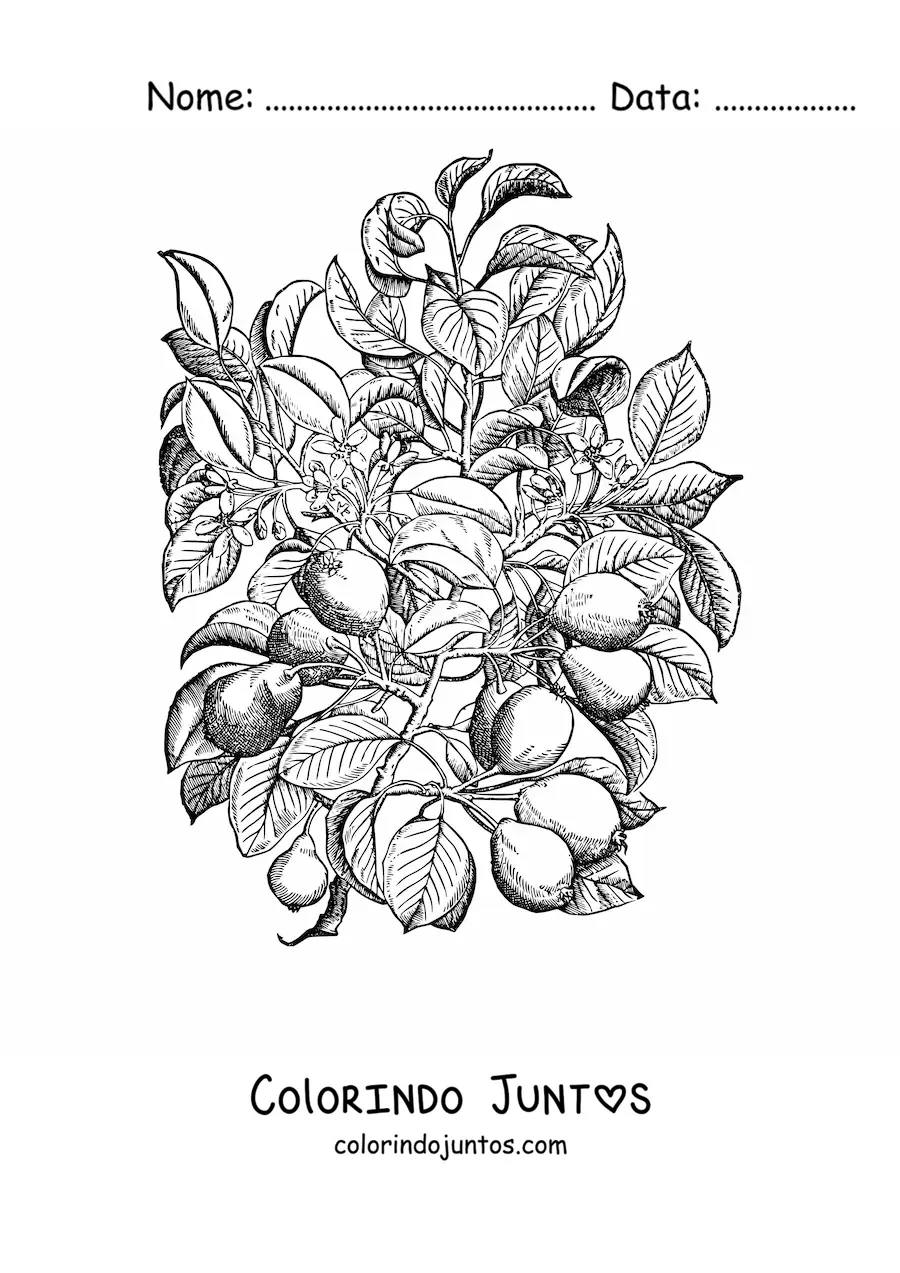 Desenho para colorir dos galhos de uma pereira