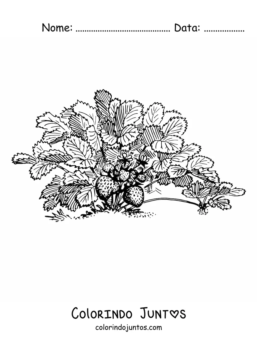 Desenho para colorir de um arbusto de morangos silvestres