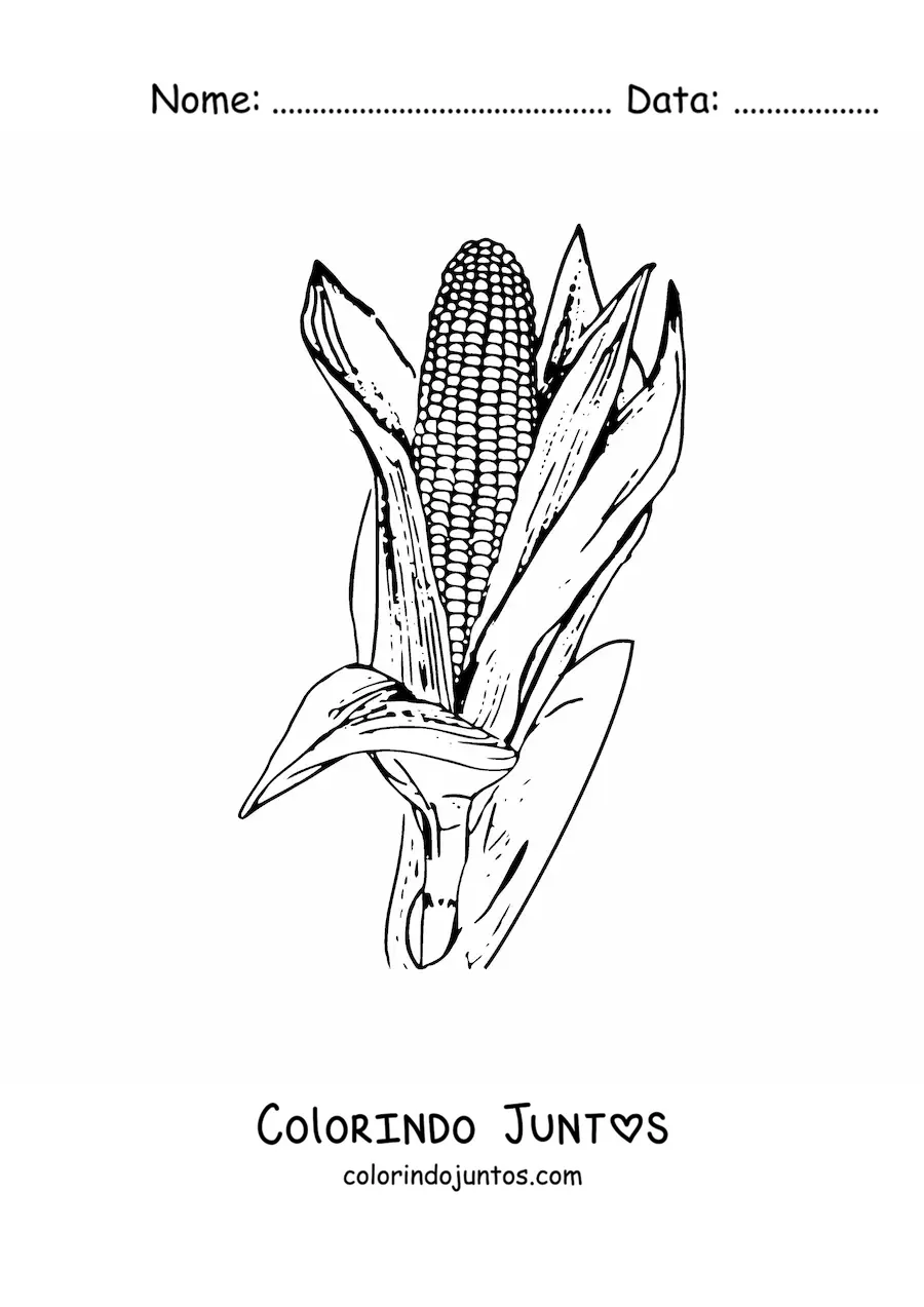 Desenho para colorir de uma espiga de milho realista com folhas