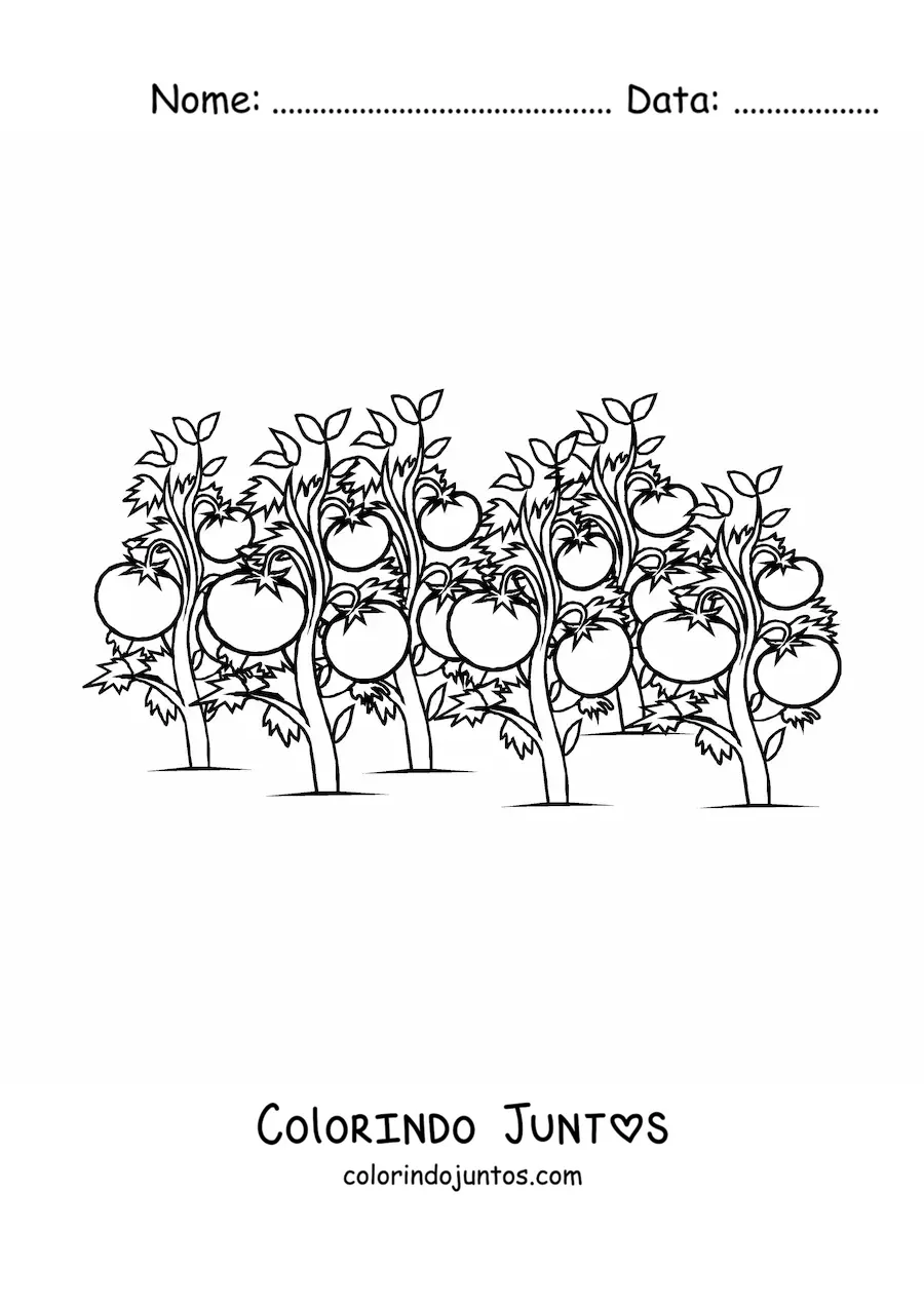 Desenho para colorir de uma plantação de pés de tomate