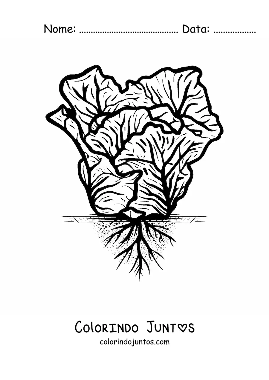 Desenho para colorir de um pé de alface realista