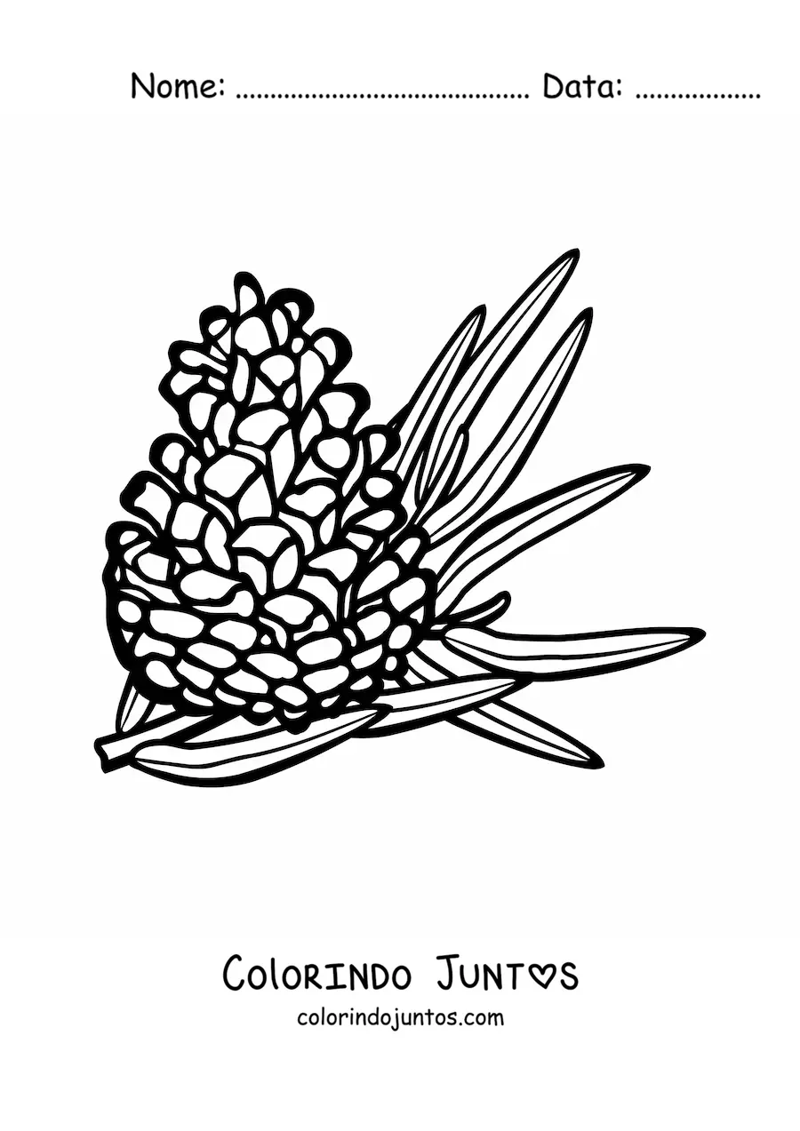 Desenho para colorir de um pinhão com folha de pinheiro