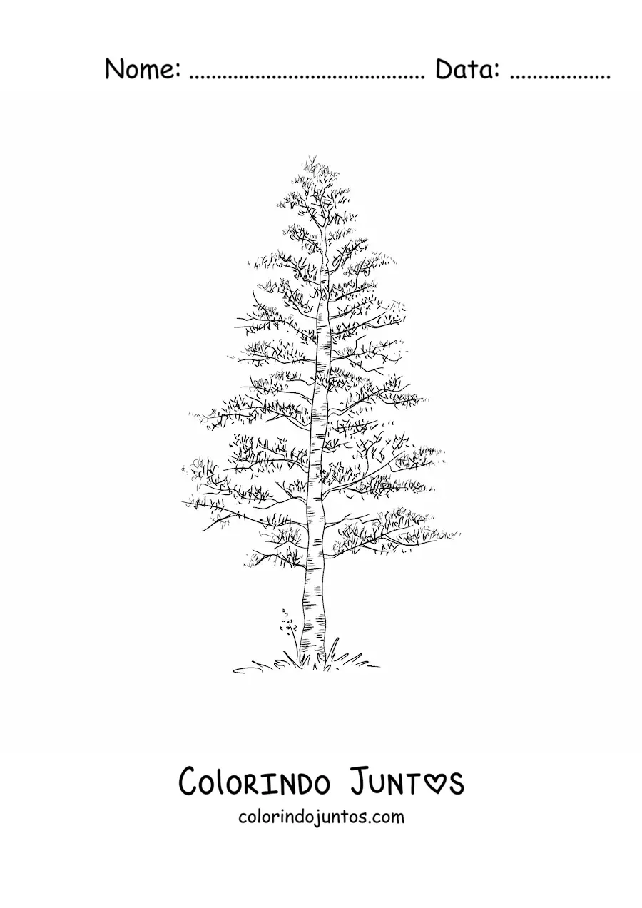 Desenho para colorir de um pinheiro realista