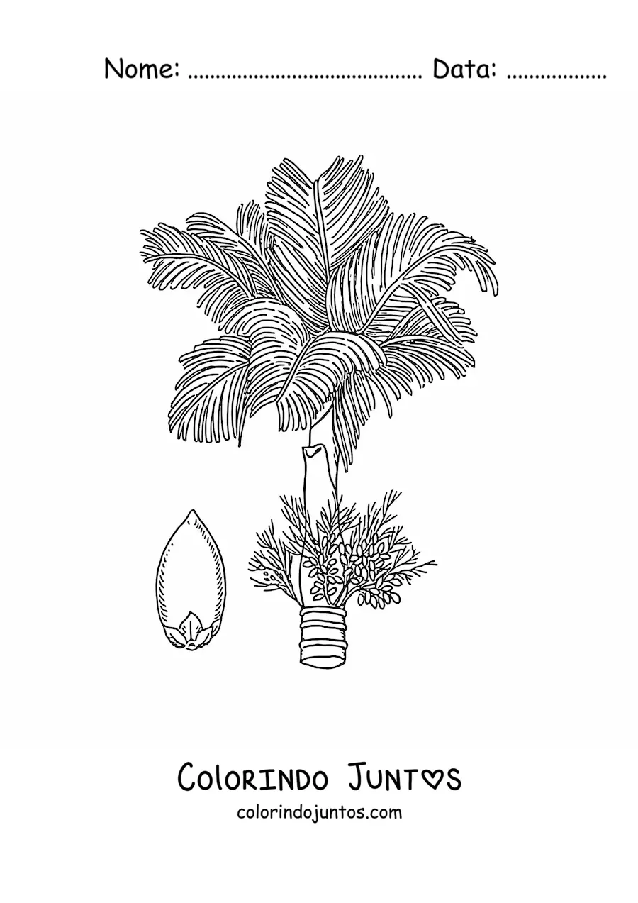 Desenho para colorir de uma palmeira de bétel