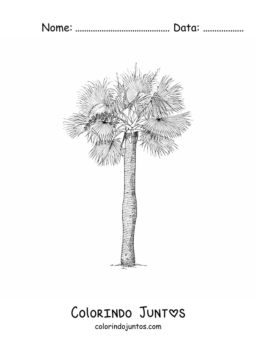 Desenho para colorir de uma palmeira de chapéu