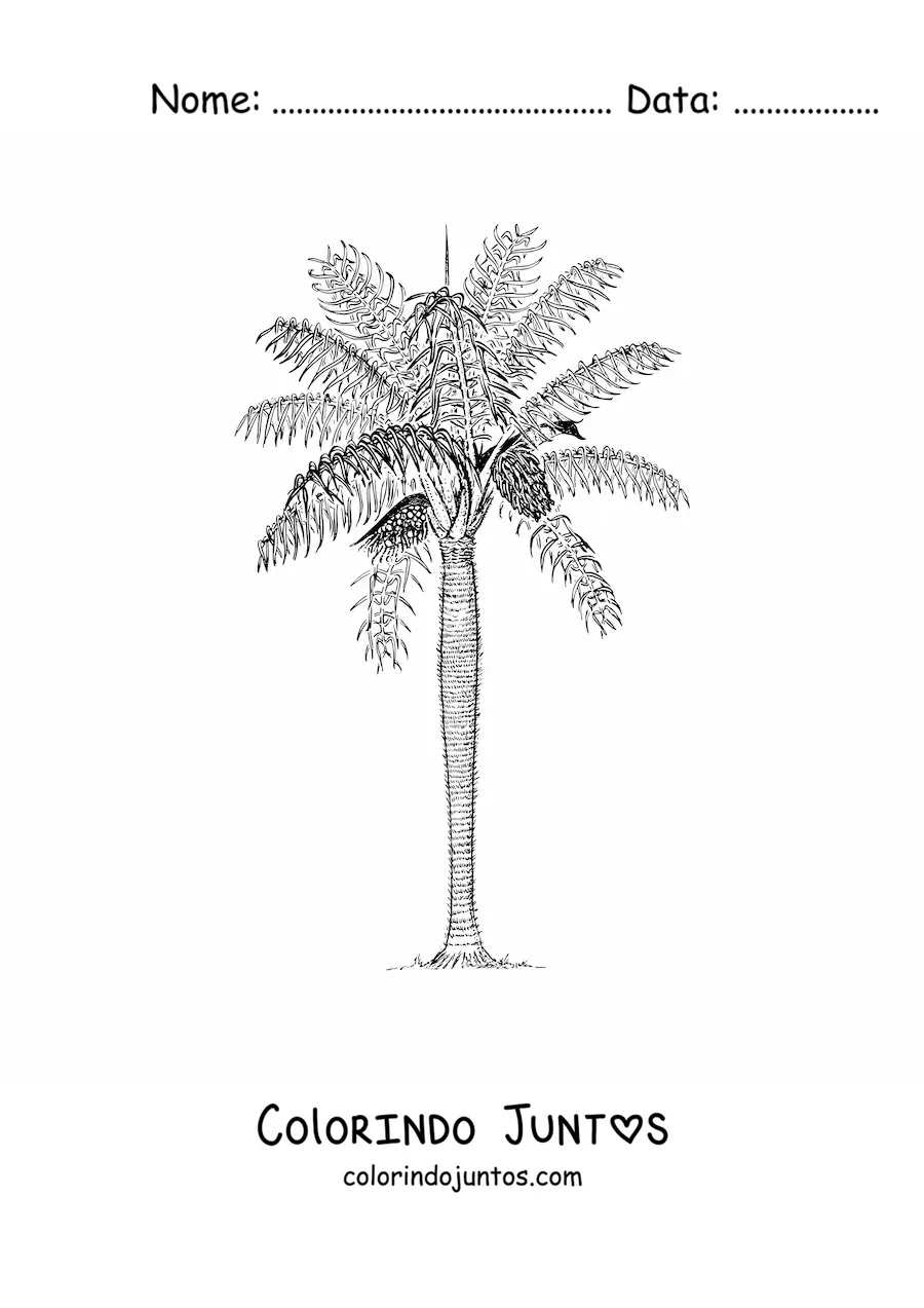 Desenho para colorir de uma palmeira espinhosa