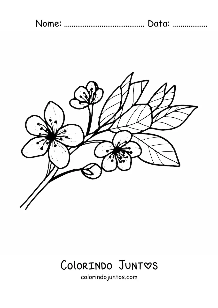 Desenho para colorir de uma flor de cerejeira