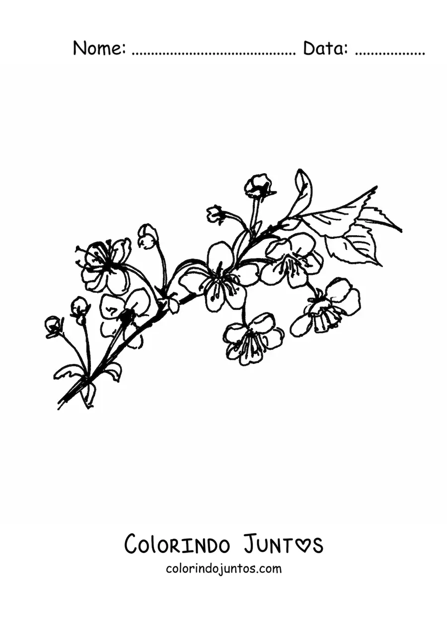 Desenho para colorir de um galho de cerejeira com flores