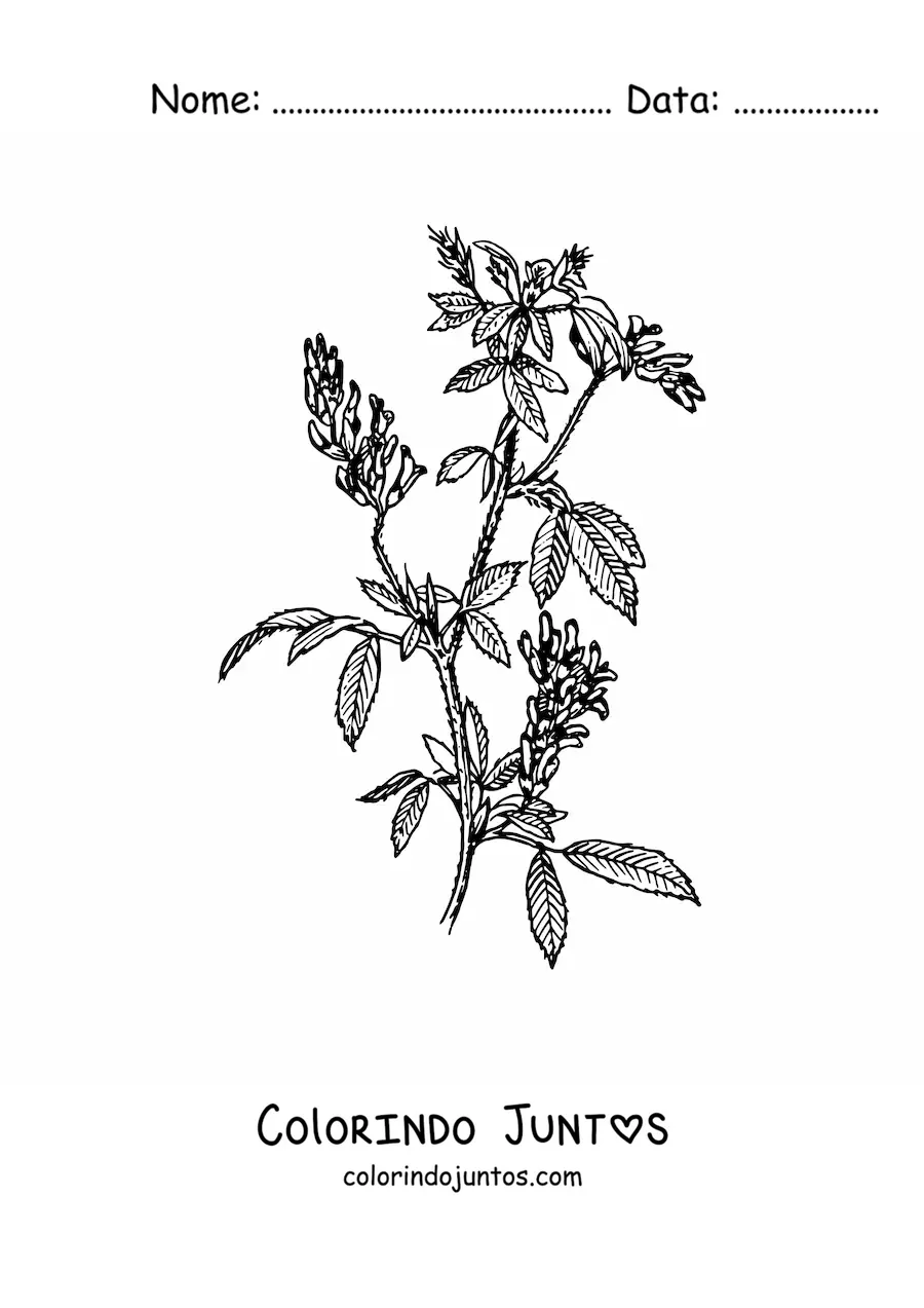 Desenho para colorir de um arbusto de alfafa realista
