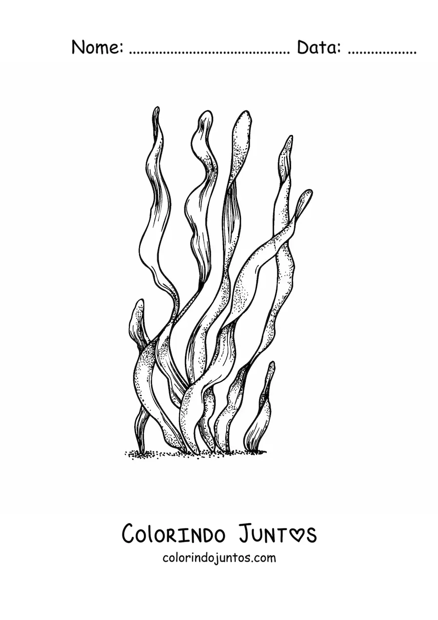 Desenho para colorir de uma alga marinha realista