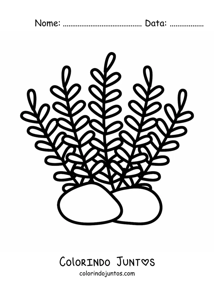 Desenho para colorir de várias algas marinhas