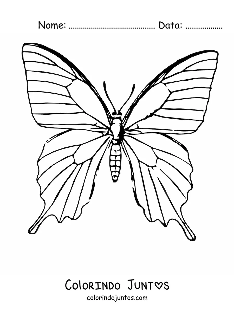 Desenho para colorir de uma borboleta realista