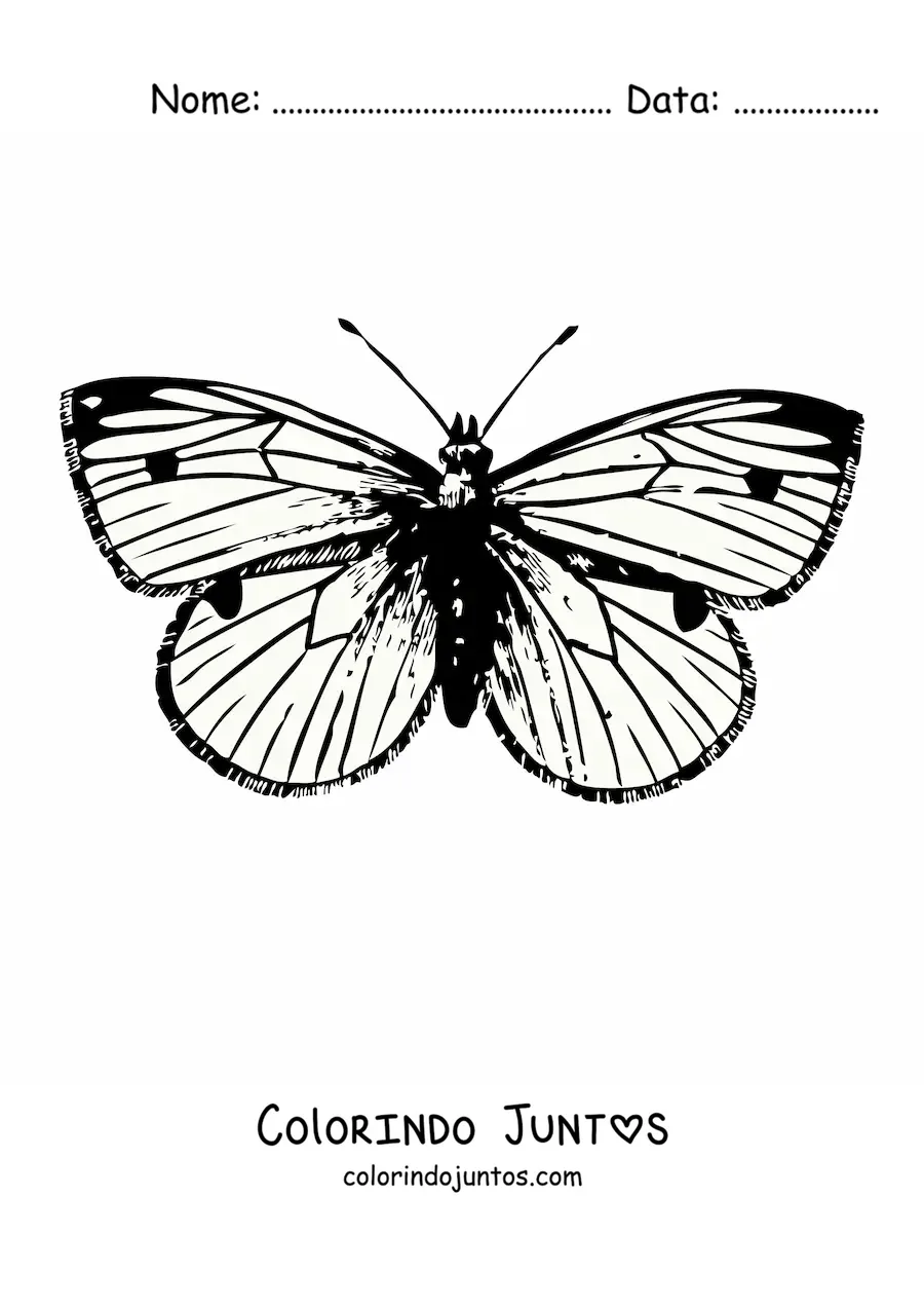 Desenho para colorir de uma borboleta realista com manchas nas asas