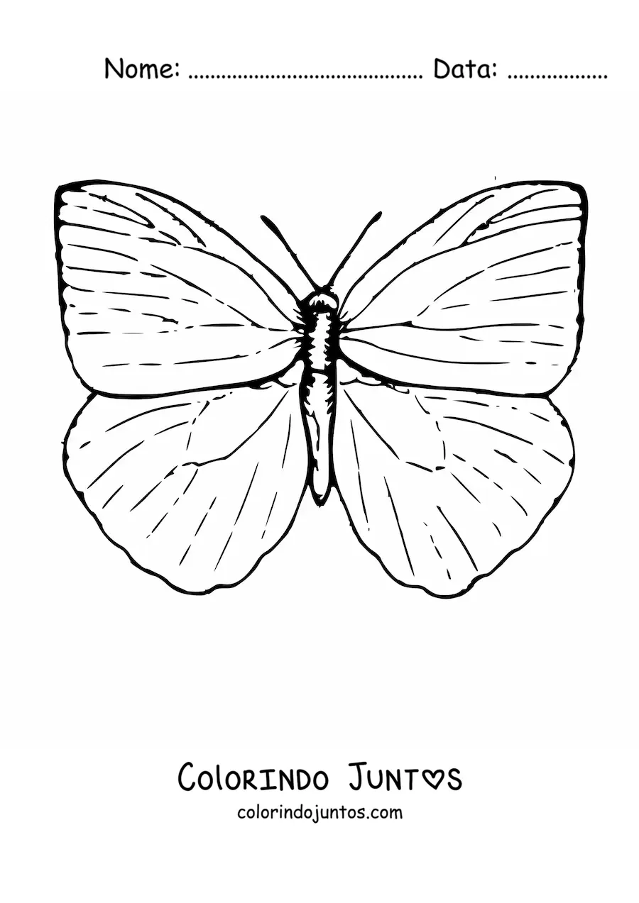 Desenho para colorir de uma borboleta com as asas abertas