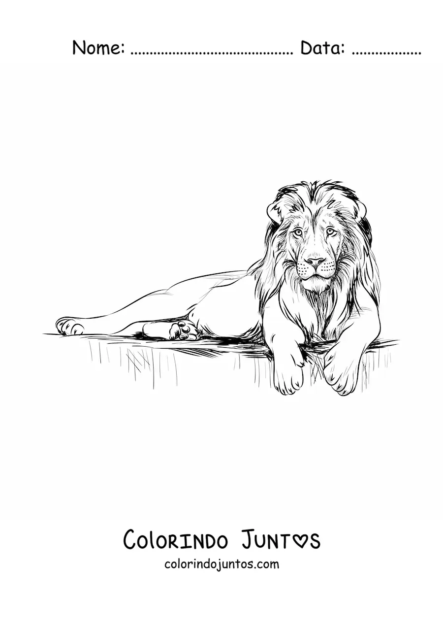 Desenho para colorir de um leao realista deitado com a cabeca erguida