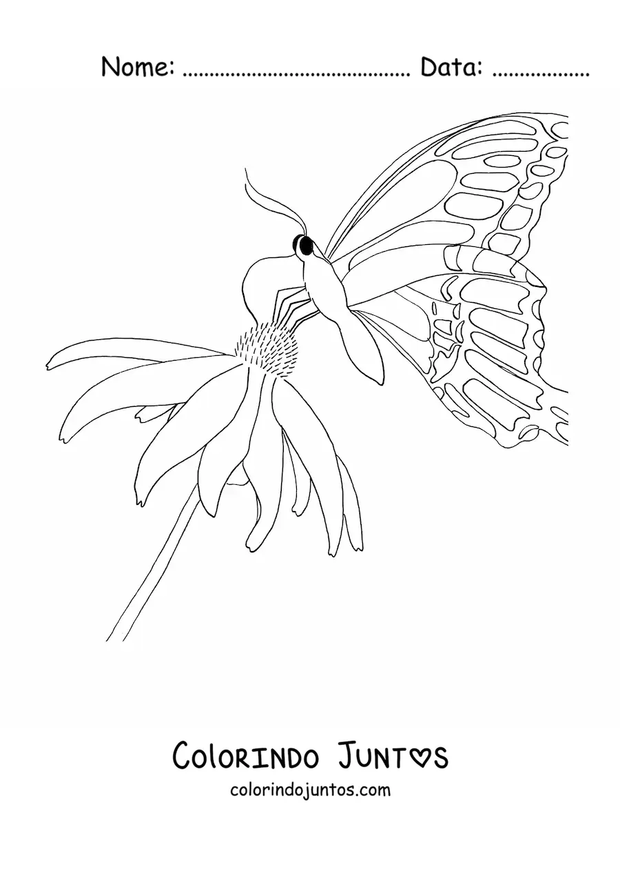 Desenho para colorir de uma borboleta pousada sobre uma flor