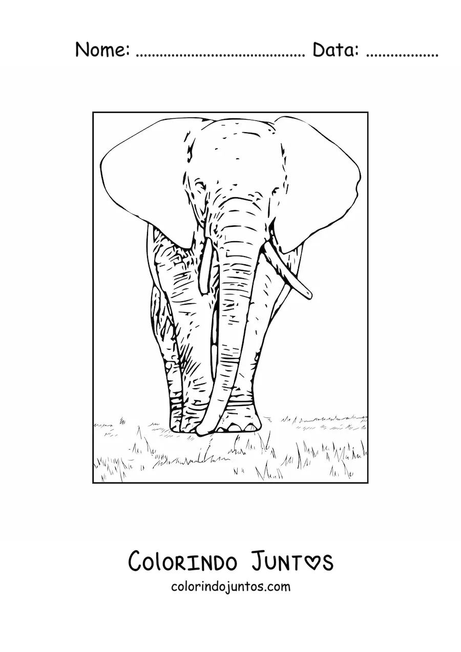 Desenho para colorir de um elefante realista de frente