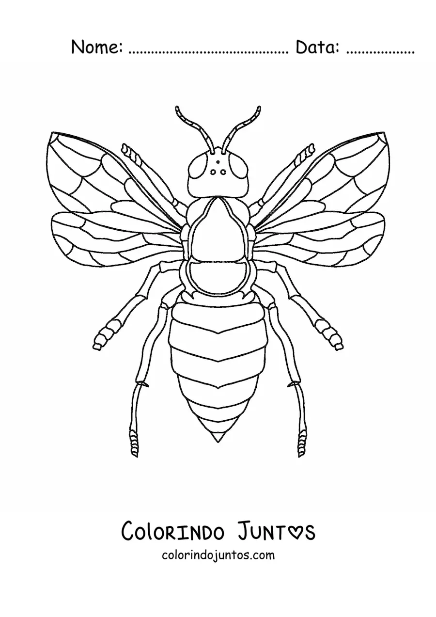 Desenho para colorir de uma abelha realista vista de cima