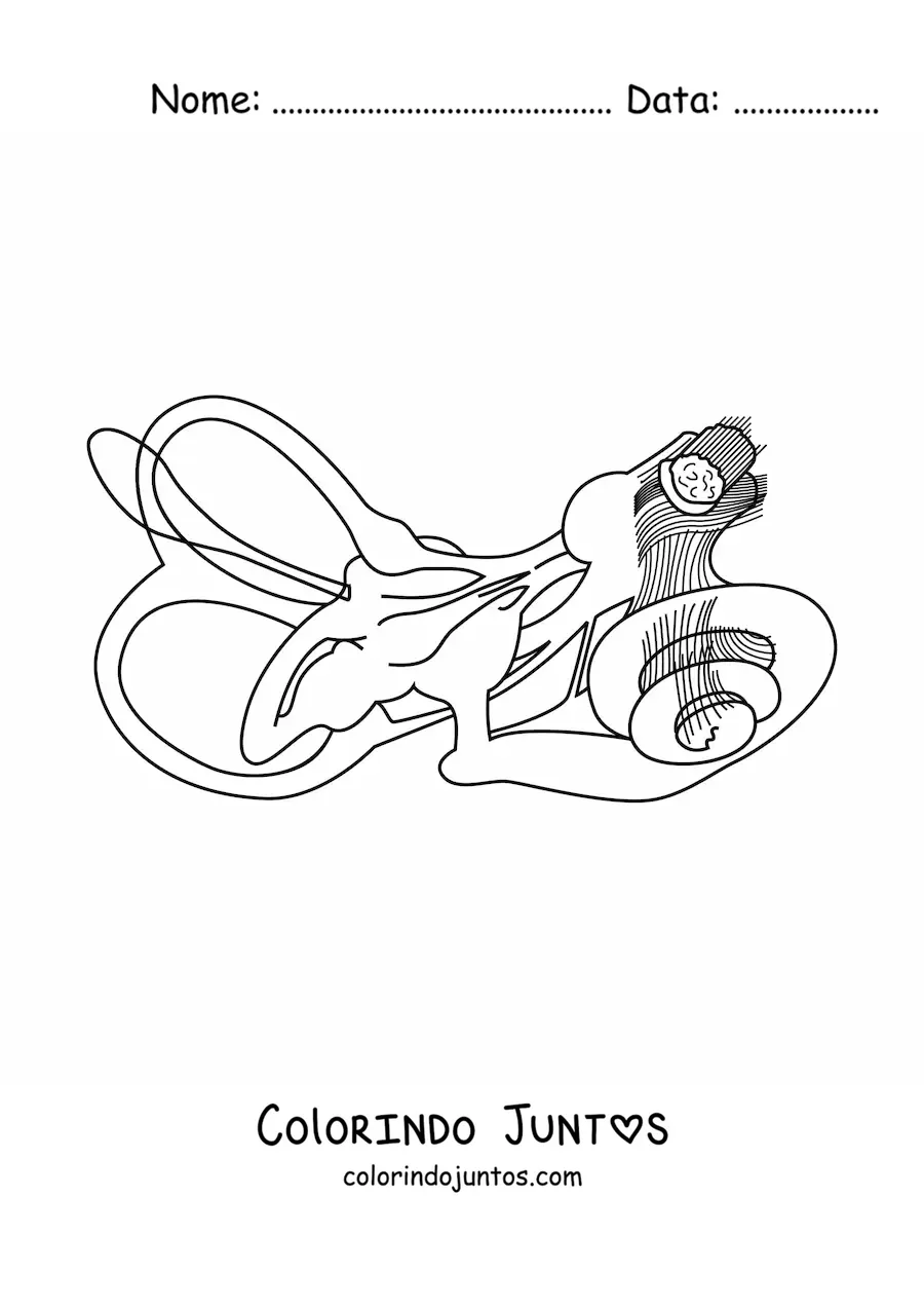 Desenho para colorir da estrutura do ouvido interno