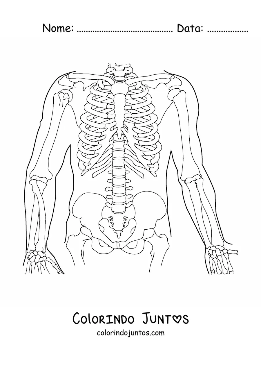 Desenho para colorir dos ossos que formam o tronco humano