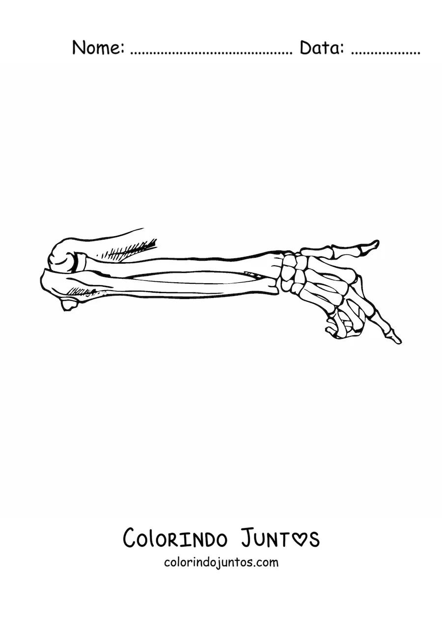 Desenho para colorir dos ossos do braco humano